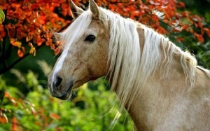 Palomino_horse